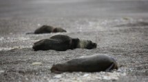 Imagen de Gripe Aviar en lobos marinos: preocupación en Viedma por la proximidad de la temporada de verano
