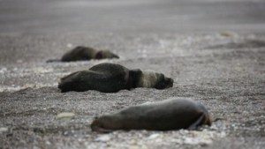 Gripe Aviar en lobos marinos: preocupación en Viedma por la proximidad de la temporada de verano