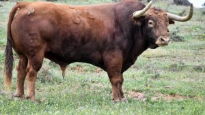 Tragedia en Corrientes: un toro mató de una cornada a su dueño cuando intentaba escapar