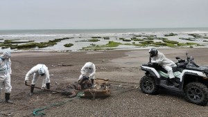 Gripe Aviar en lobos marinos: los detalles del último parte en La Lobería