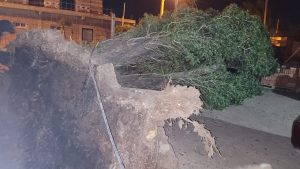 Árboles y carteles caídos en Neuquén, en medio del alerta por viento