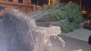 Árboles de gran porte cayeron durante la noche. Foto; Gentileza