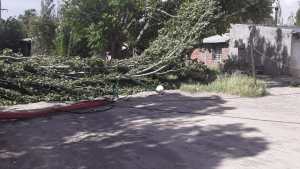 El viento dejó varias localidades sin energía eléctrica en Río Negro