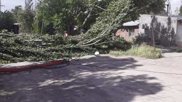 La caída de árboles provocó que diversos barrios se queden sin luz. Foto: Gentileza.