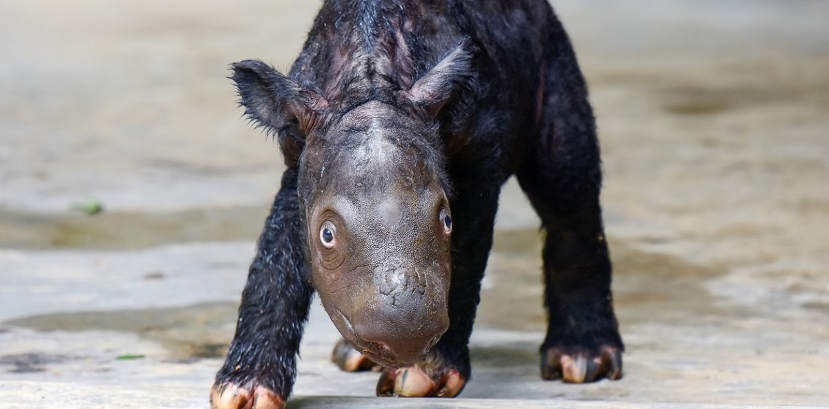 Rencontrez le bébé rhinocéros né en Indonésie et sans précédent dans le monde : les images