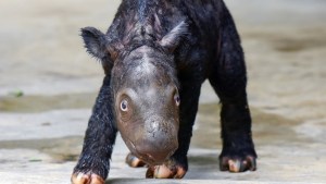Conocé al bebé rinoceronte que nació en Indonesia y es inédito en el mundo: las imágenes