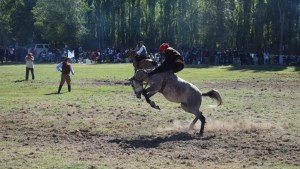Por una enfermedad que afecta a los caballos suspendieron un campeonato de jineteada en Cervantes