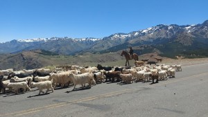 Video | Los chivos ya copan las rutas de Neuquén: las precauciones a tener en cuenta