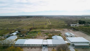 Robaron nueve lechones de un colegio agroindustrial en Allen