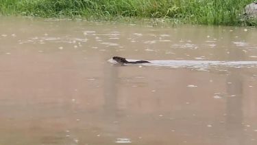 Un coipo fue visto en Neuquén tras las intensas lluvias. Foto: Captura video Radio 7