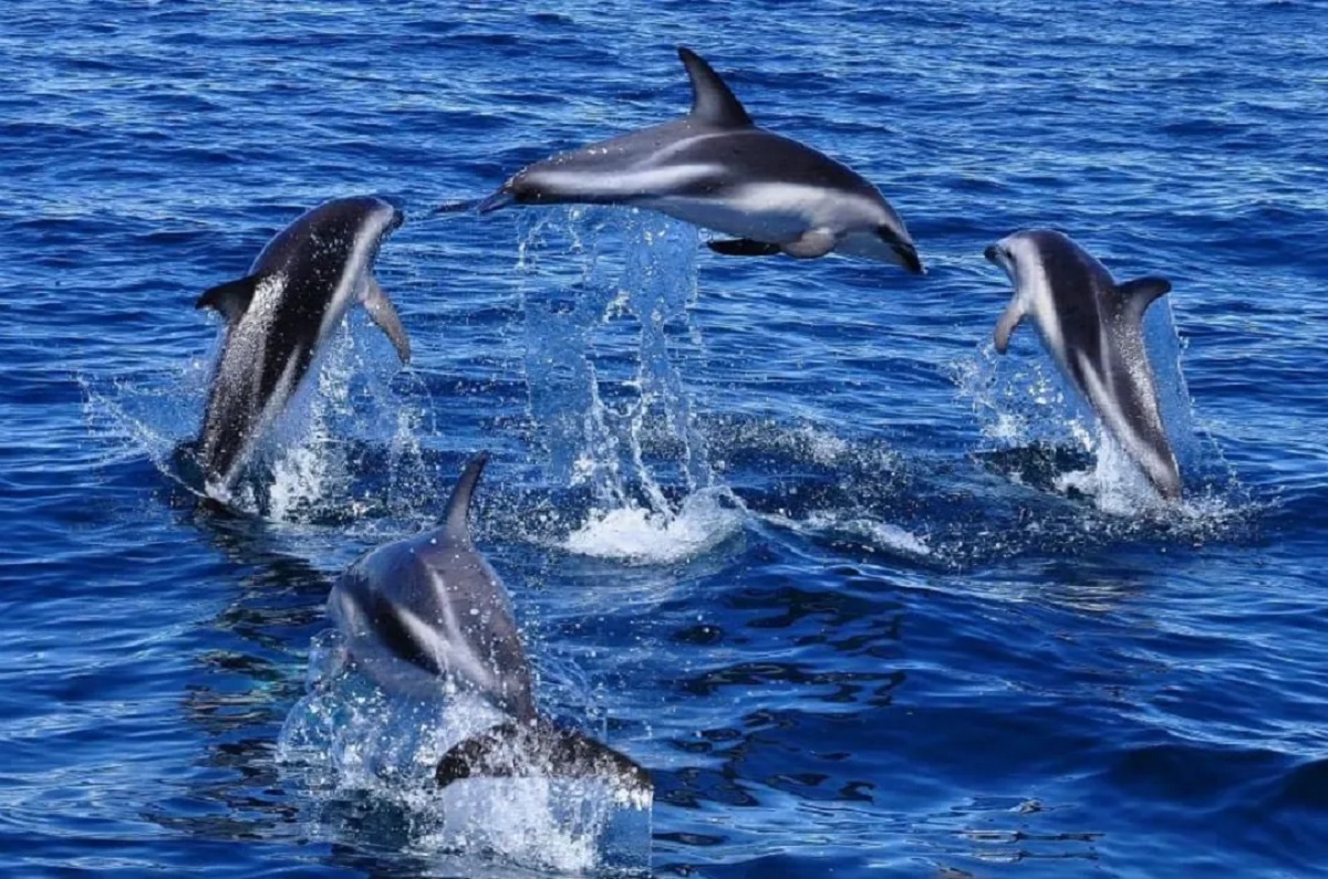 La impresionante danza de los delfines en Puerto Madryn. 