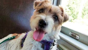 La Trochita será el primer tren turístico que permite que viajes con tu mascota