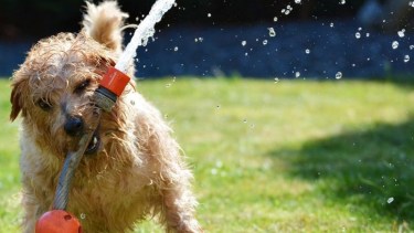 Es importante cuidar a los perros durante estos días de mucho calor.-