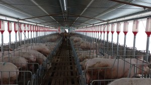Genética y tecnología para la producción porcina, en La Carmela, de Bernardo Santos, en Beltrán