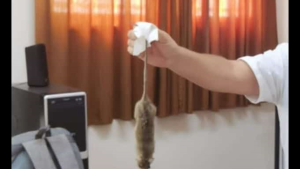 Encontraron una rata «enorme» en una escuela de Roca: alerta en la comunidad educativa