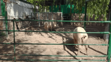 Robaron nueve lechones de un colegio agroindustrial en Allen. Foto: gentileza