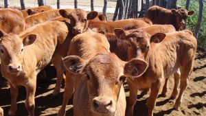 Golpe a la ganadería regional: faenan 19 animales en un campo de Choele Choel