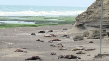 Gripe aviar en lobos marinos: se reunió el Comité de Crisis para resolver la situación en La Lobería