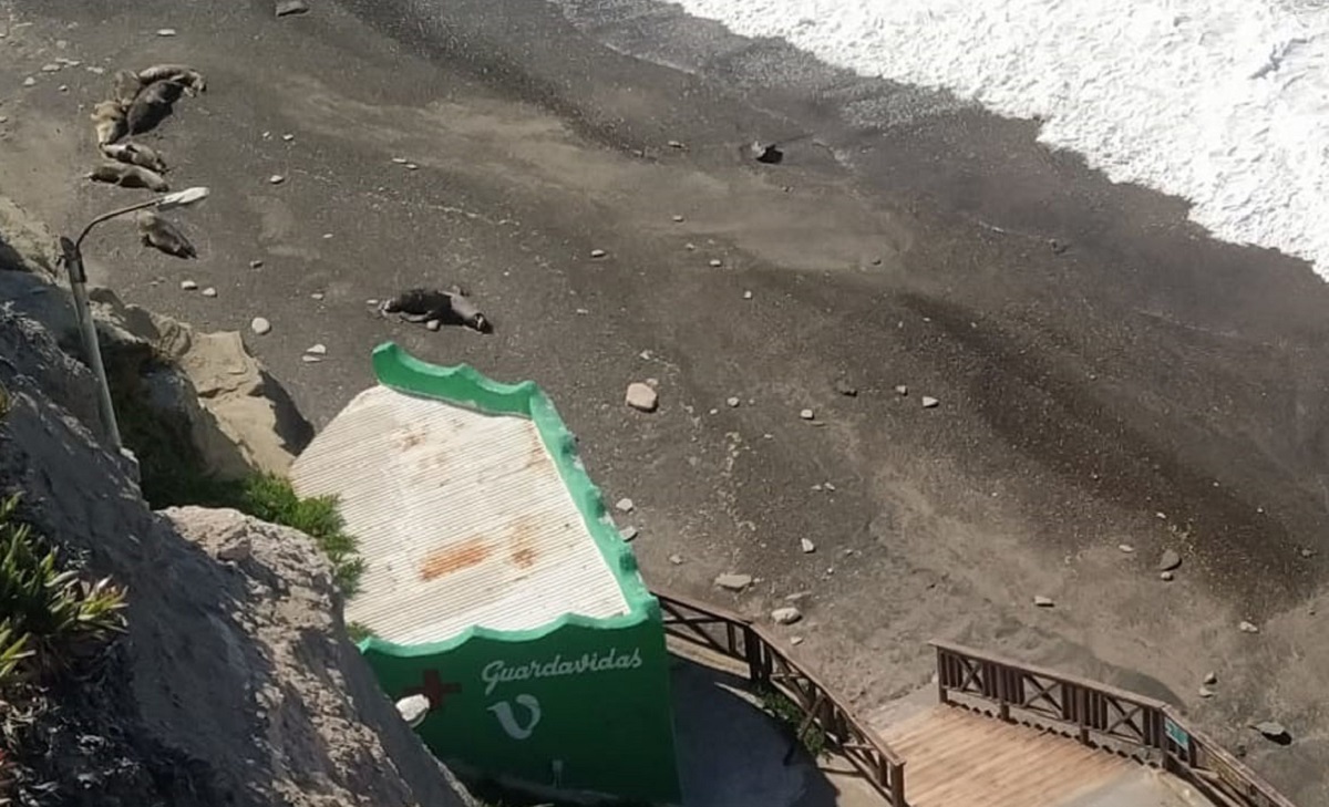 La Lobería continuará cerrada y evalúan opciones para sacar los cuerpos de los lobos marinos en la playa.  
Foto: gentileza
