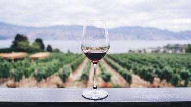 En época de vendimia las bodegas están de fiesta: dos eventos imperdibles en Cipolletti y Neuquén