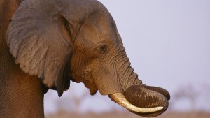 Más de 100 elefantes murieron por falta de agua en Zimbaue