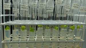 Innovadora propuesta para suplir la falta de lúpulo a nivel nacional