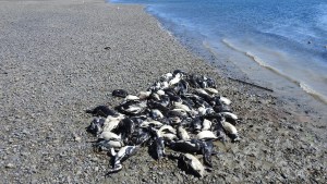Tristeza en Santa Cruz: 139 pingüinos murieron atrapados por redes de pesca ilegales