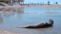 Imagen de Rescataron al elefante marino que quedó atrapado en un piletón de Las Grutas