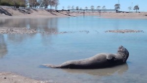 Rescataron al elefante marino que quedó atrapado en un piletón de Las Grutas