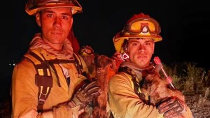 Bomberos de Centenario salvaron dos chivitos de las llamas, en el incendio de la Ruta 17 de Añelo