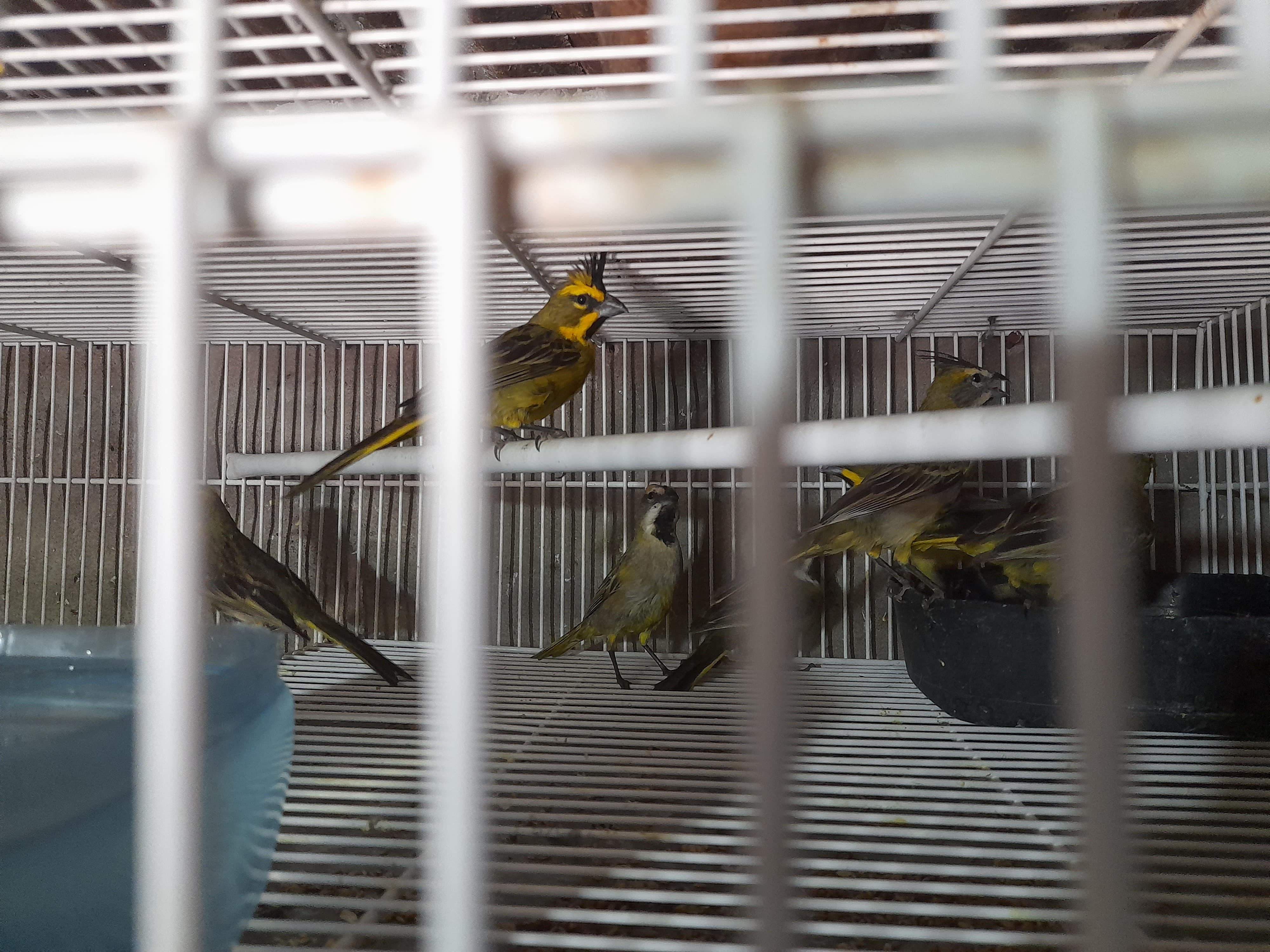 El tráfico de aves es un negocio millonario que dejó al cardenal amarillo al borde de la extinción en Río Negro