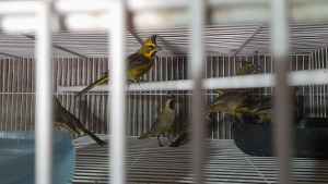 Tráfico de aves en Río Negro: un delito que mueve millones