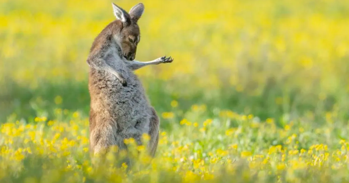 El canguro guitarrista y los animales más graciosos premiados en los Comedy Wildlife Photo thumbnail