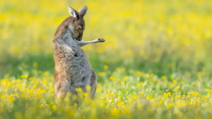 El canguro guitarrista ganó los Comedy Wildlife Photo: mirá las fotos más graciosas de animales