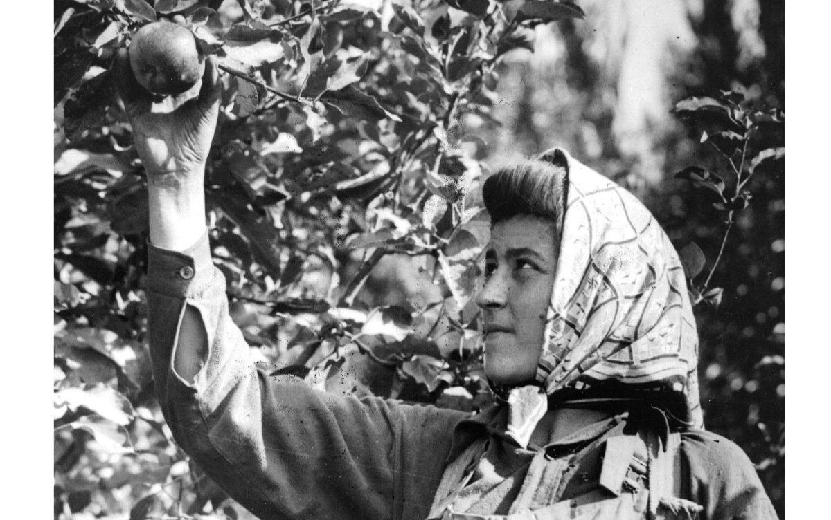 1946: Así recordó el Archivo General de la Nación a las mujeres en la cosecha de manzana.