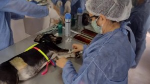 Castraciones gratuitas de perros y gatos en Neuquén: cuándo y dónde sacar turno