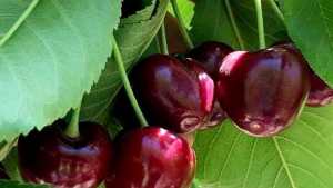 La cereza y un año que puede ser récord