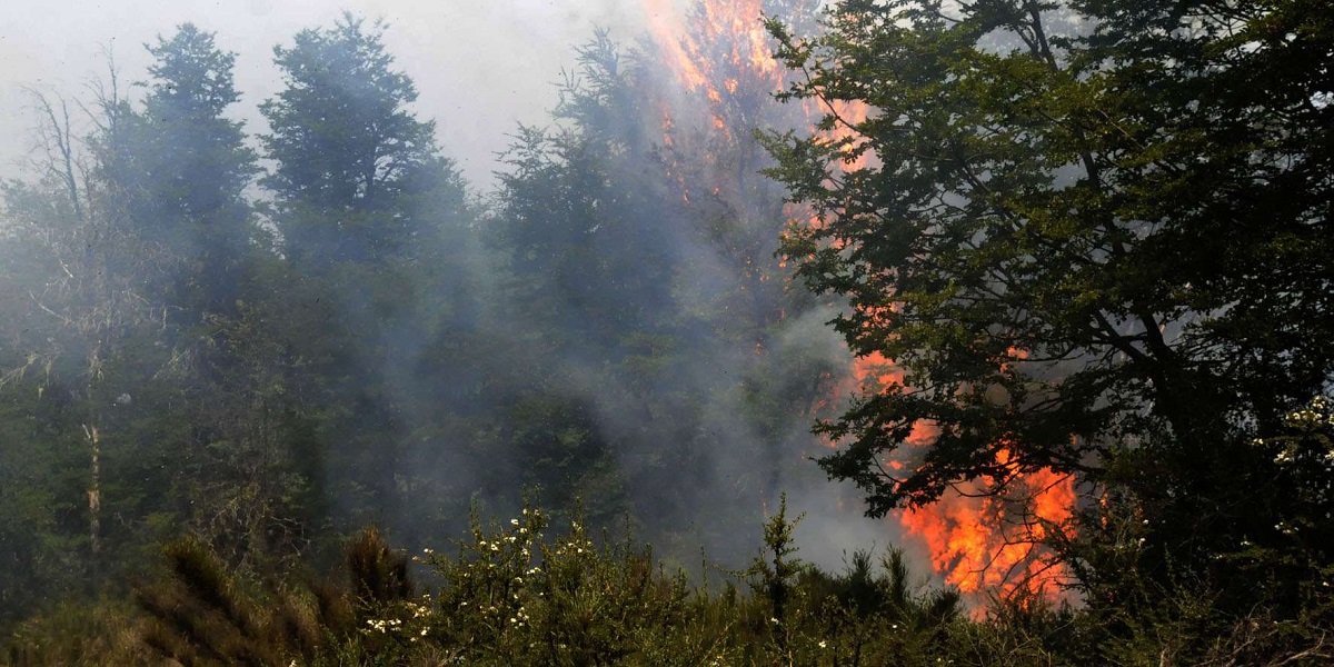El incendio se desató en un bosque nativo. Foto; Gentileza. 