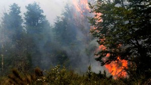 Feroz incendio en la cordillera de Neuquén: consumió 20 hectáreas de bosque, pero está contenido