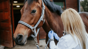 Alerta sanitaria: confirmaron el primer caso humano de Encefalitis Equina en Santa Fe