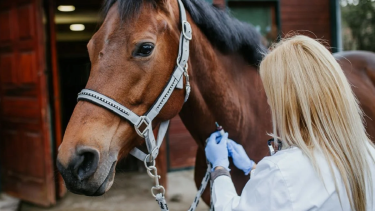 Alerta sanitaria: confirmaron el primer caso humano de Encefalitis Equina en Santa Fe