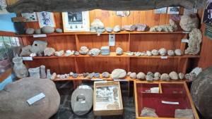 Los cipreses milenarios de Huinganco y el museo que los preserva