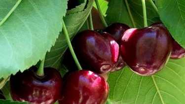 Temporada corta y complementaria. La cosecha de cereza tiene lugar entre octubre y diciembre de cada año, sin afectar la dinámica de la pera y la manzana. 