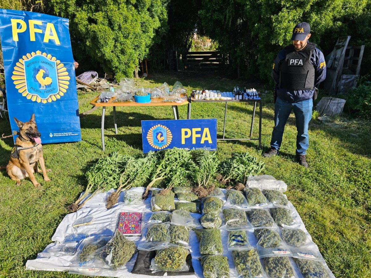 La Policía Federal logró secuestrar 43 plantas de marihuana. Foto: Gentileza. 