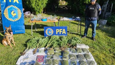 La Policía Federal logró secuestrar 43 plantas de marihuana. Foto: Gentileza. 