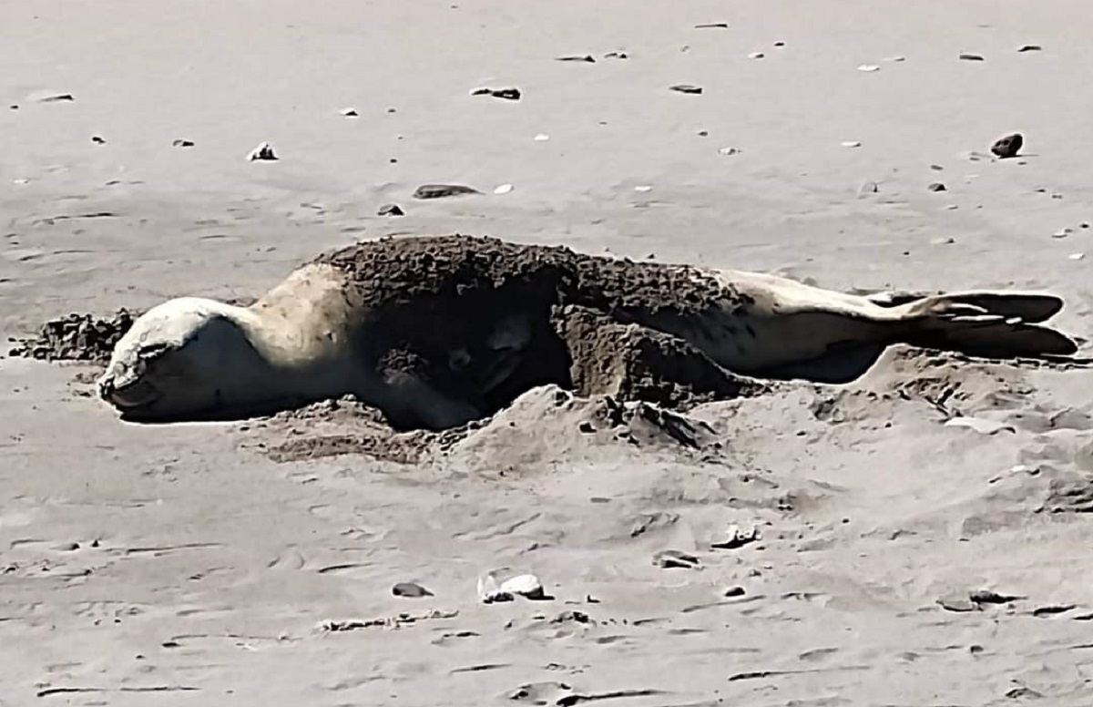 El ejemplar de elefante marino descansa en la costa del balneario El Cóndor. Foto Gentileza Radio El Cóndor.