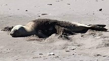 Imagen de Recomendaciones ante la presencia de un elefante marino en una playa de Río Negro
