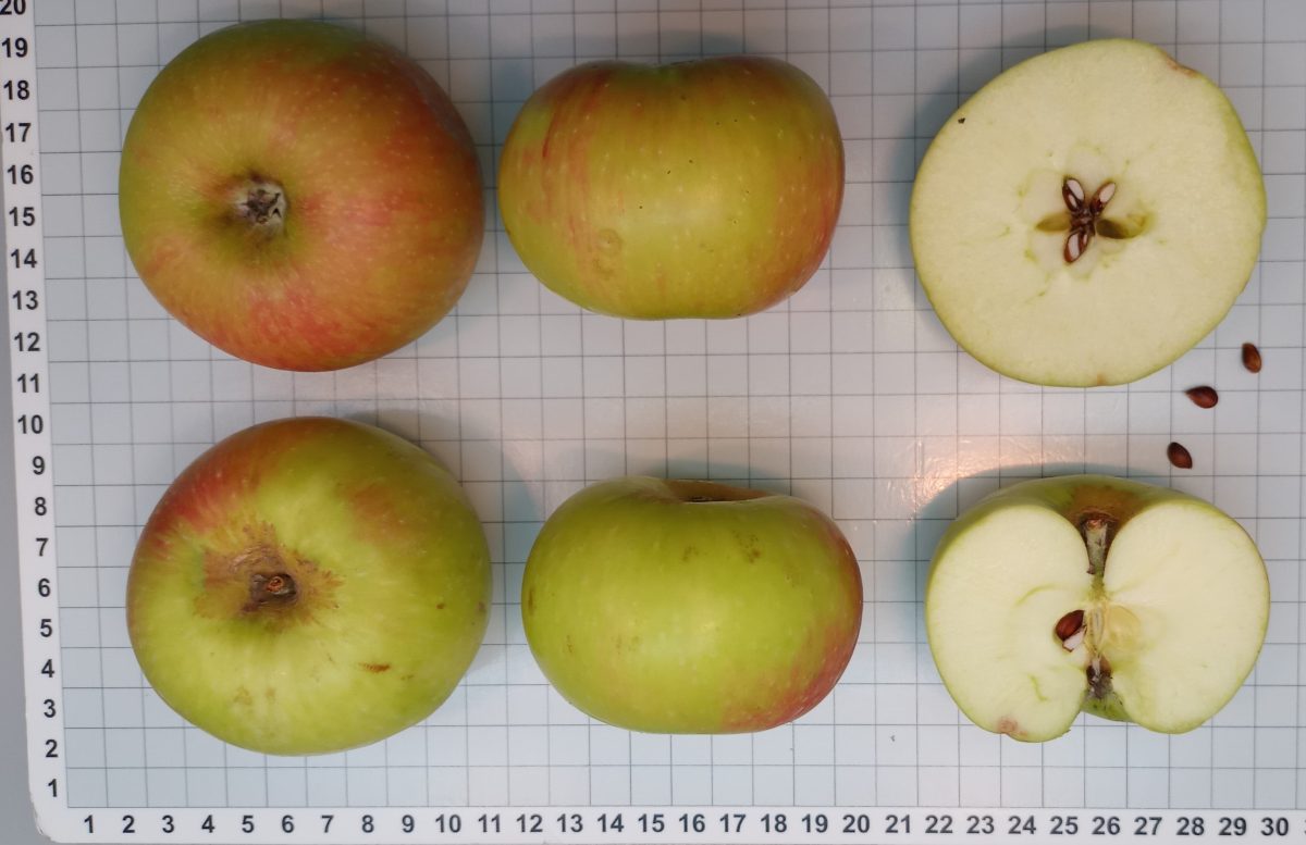 Variedades. En 2021 se logró la inscripción de nueve cultivares de manzanos con potencial sidrero.