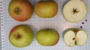 Variedades no tradicionales de manzana para la elaboración de sidra en el Alto Valle