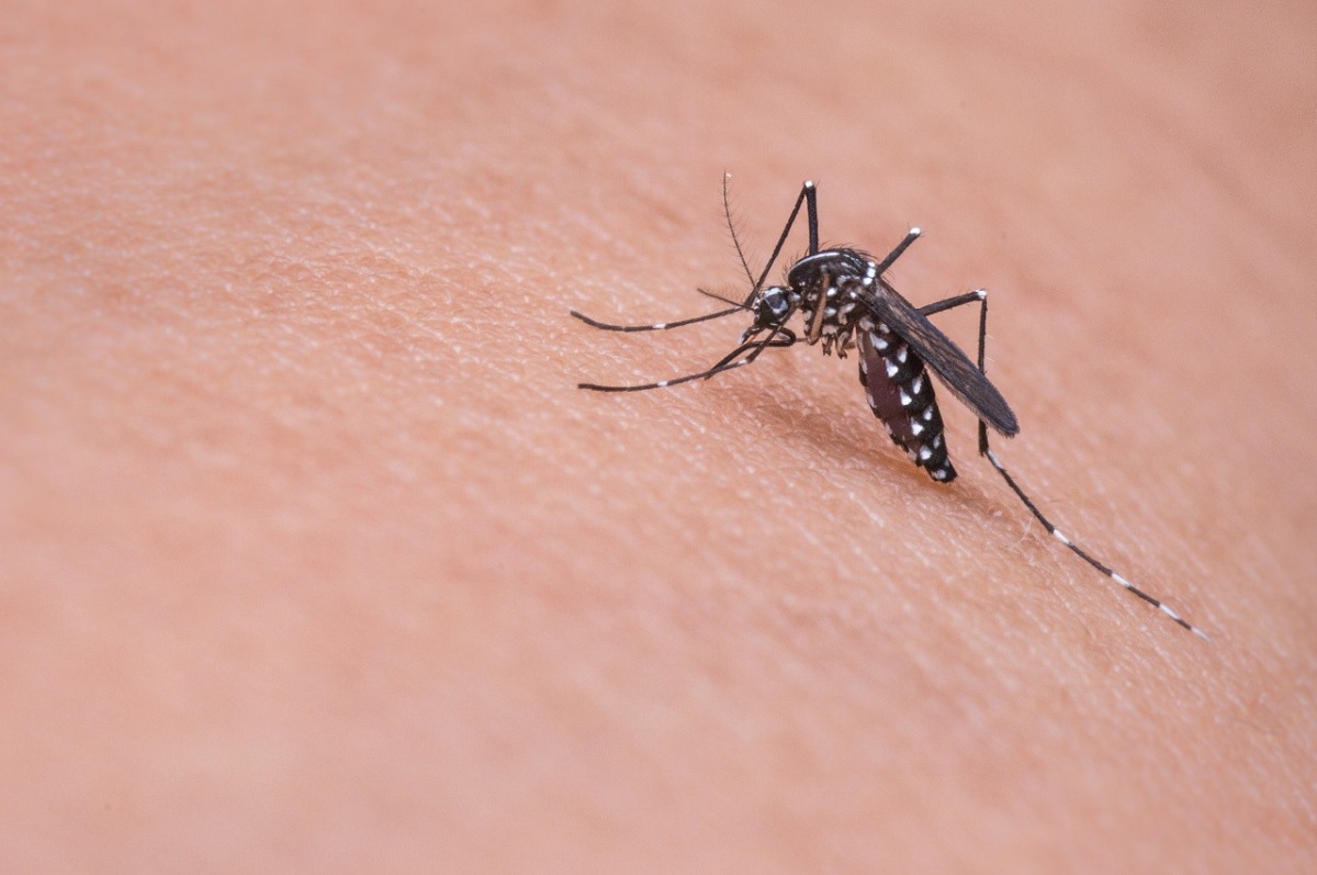 Detectan en Neuquén la reproducción del mosquito transmisor del dengue 